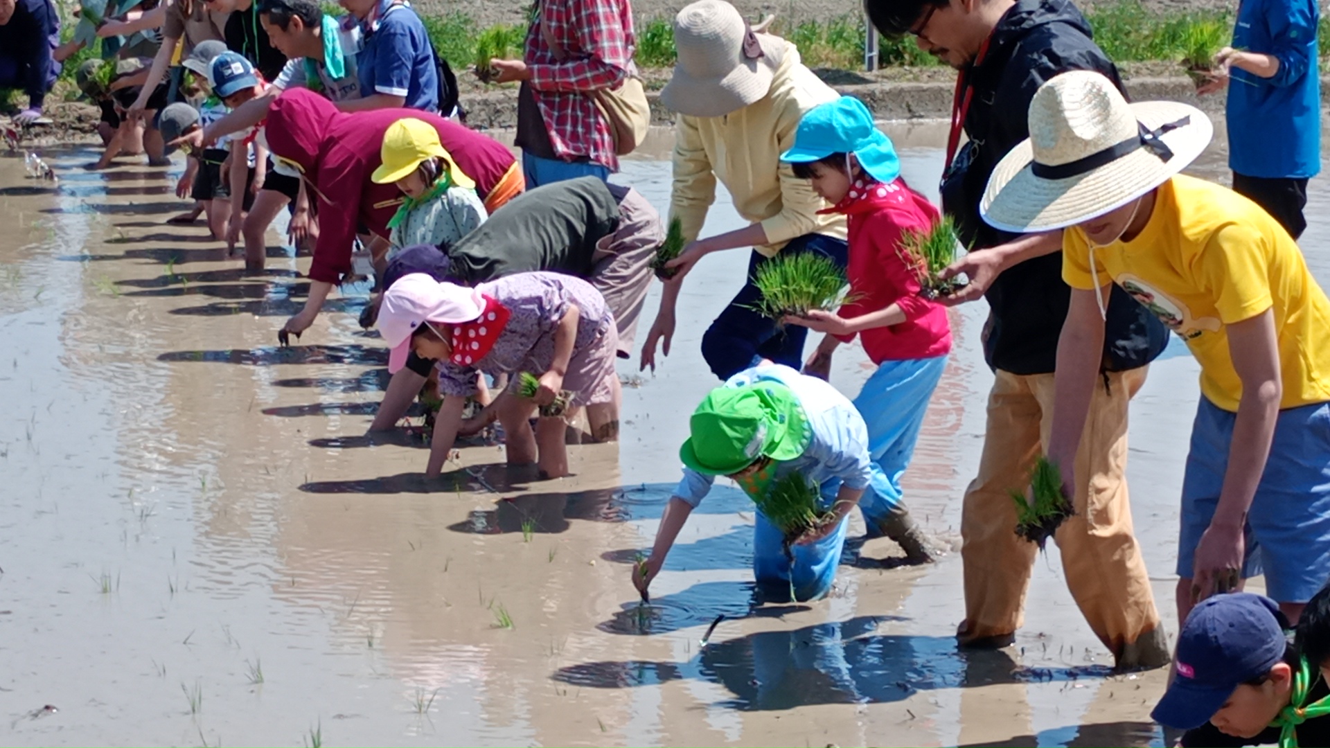10th anniversary of food education activities: Learning gratitude and the importance of food through experiences of planting and harvesting rice exclusively for Sushiro and feeding farmed yellowtail