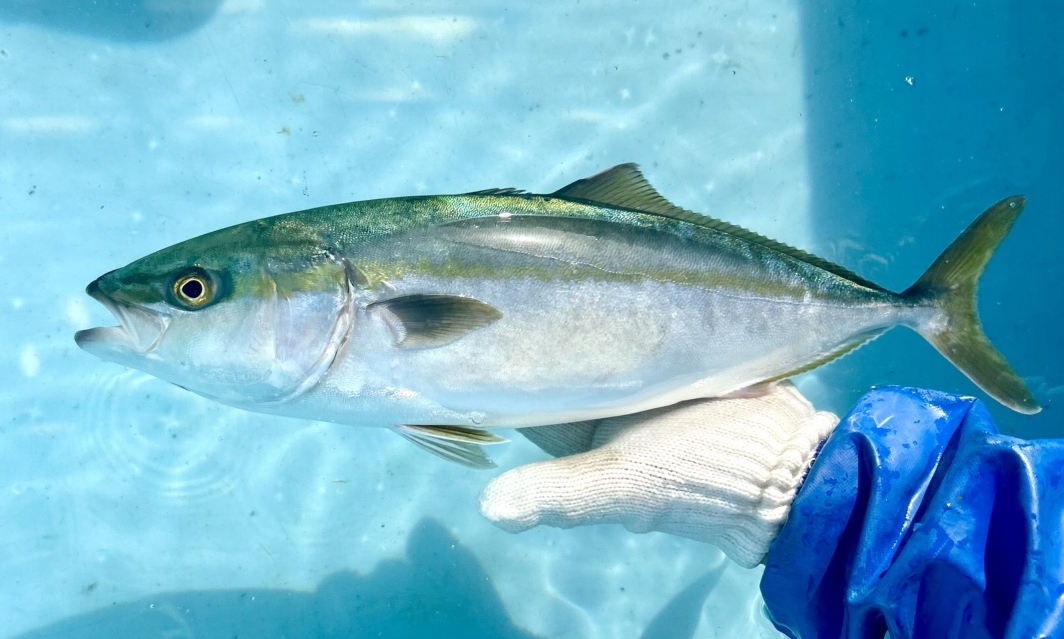 Marine Birth, a joint venture between F&LC and Takuyo　First shipment of artificially bred yellowtail seedlings in 2025; growth remained steady even during the high-temperature summer period　for  the Conservation of Natural Resources and Stable Procurement　